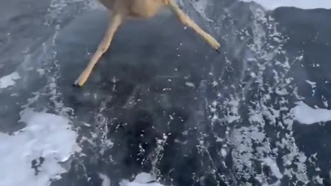 The Deer Found Itself In Icy Trap Until Random People Came To The Rescue