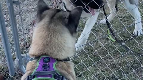 Akita stands tall