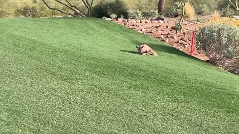 Bobcat Snags a DUCK on a golf course Part 2