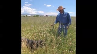 Wet Mountain Valley hay