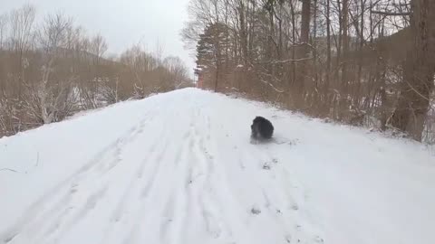 Cute Dog Loves to Play with Snow