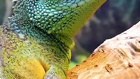 Water Dragon being cautious