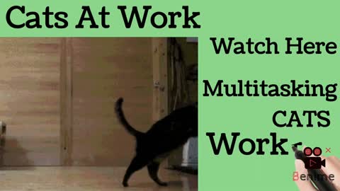 Multitasking Cat. WOW