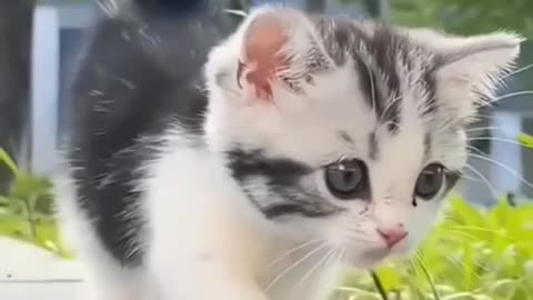 Cute little cat