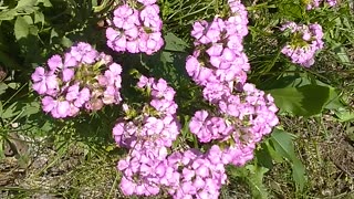 Sweet William