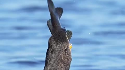 This bird caught a prized large mouth bass but can it swallow this massive fish