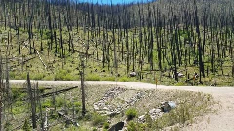 16 Huge huge burnt forest no sasquatch here. project sasquatch