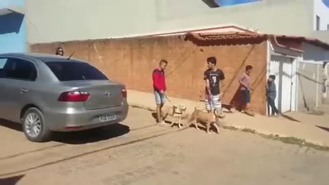 Passeio com o Dogs em Francisco Sá - Brasil