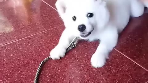 Cute Baby dog Barking