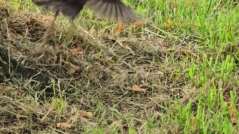 Blackbird flies in slow motion / beautiful bird flies away.