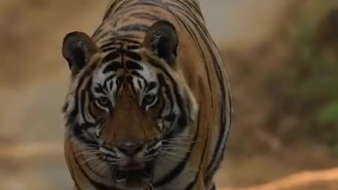 Terrible tiger scene🐯🔥 | #shorts #animals #tiger #ajanimals