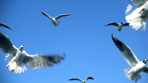 Animal world #cute Seagulls # blue sky # White clouds # Birdspotting #