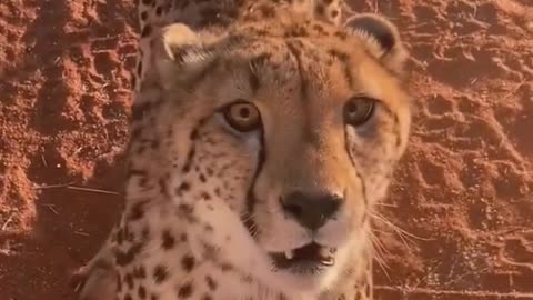 Cheetah do you dare to come down me do you dare to come up cheetah wildlife protection