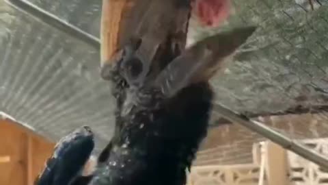 This Bird Jaw is Bigger Than This Bird #shorts #shortsvideo #video #viral