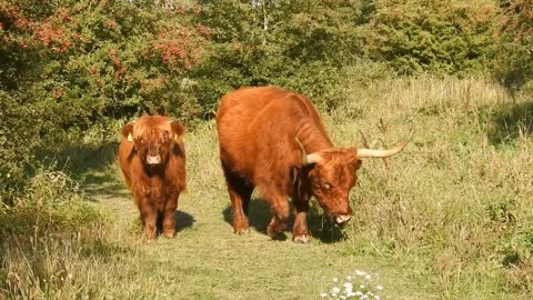 Highland, learn more about the hairiest bovine in the world