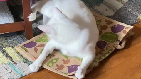 Dumb cat chasing his tail