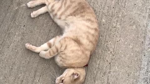 Happy cat on the ground