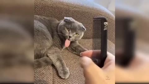 Try Not To Laugh Cats Cute Reactions -#316 Funny Cat Videos -