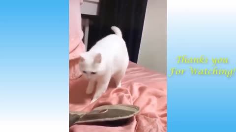 Cat BeatBoxing