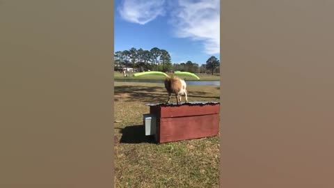 Goat's Funniest Mishaps: Hilarious Bloopers Caught on Camera