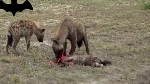 Hyenas kill each other in the same kind and the scene is extremely tragic