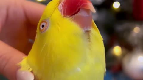 Cuteness overload 🐥🥰 Do not be fooled what is beautiful is spoiled