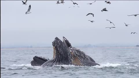Lunge Feeding Humpback Whales Monterey Bay Oct 9 2022