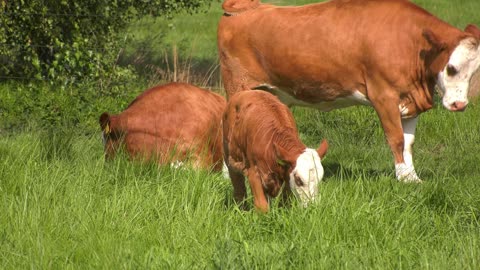 Mother Cow Clearly Asks Man To Rescue Her Newborn Calf