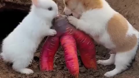 Rabbit And Puppy - Cute Video - Cutest Animal On Earth