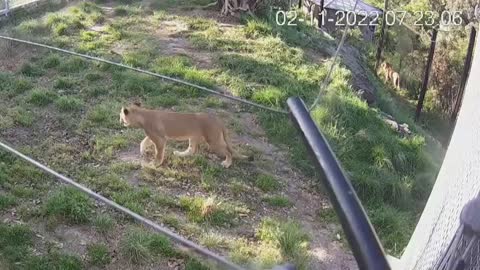 Video: ¿Qué susto! Cinco leones se escapan de su jaula en zoológico de Sídney