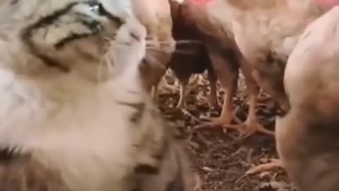 Funny video animals