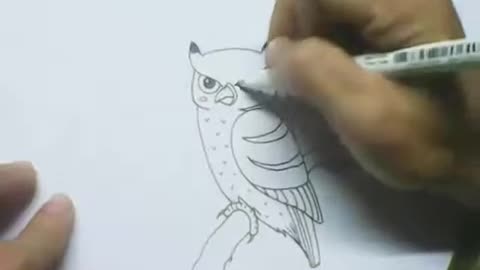 Drawing Cartoon Owl