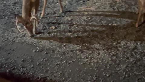 Hand-Feeding Herd of Deer