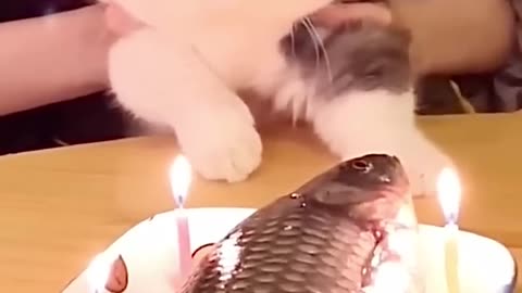 Cat saying thanks for the birthday