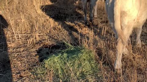 Moving Steers Into the Corral