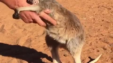 When the funny kangaroo is cute