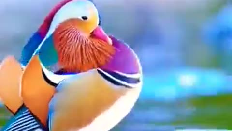 BEHOLD THE BEAUTIFUL MANDARIN DUCK