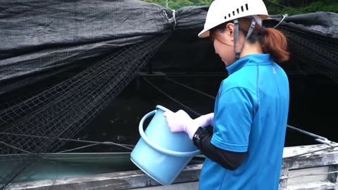 Harvest Giant Bluefin Tuna, Tuna Fishing Nets On Modern Boat - BLUEFIN TUNA Cutting in Factory