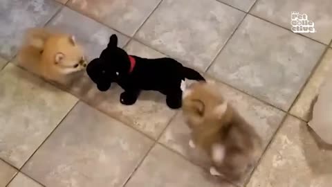 Mira como jugar a perrito 😹