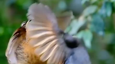 Beautiful Birds in the world