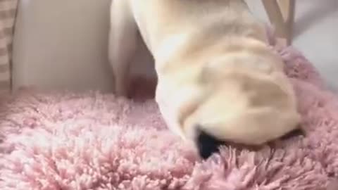 Short Baby Pug Compilation