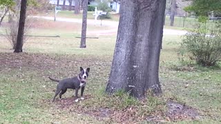 Pit Bull chasing squirrel displays incredible jumping skills