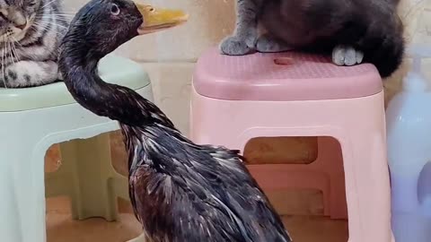 Cat duck both are fighting funny