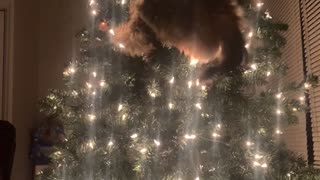 Cat Attempts to Climb Christmas Tree