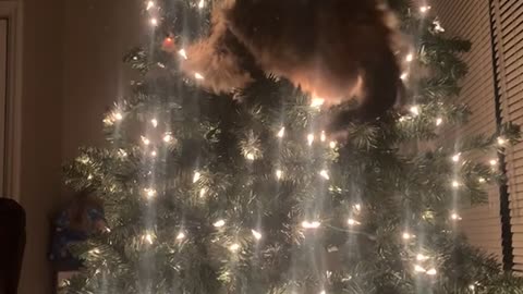 Cat Attempts to Climb Christmas Tree