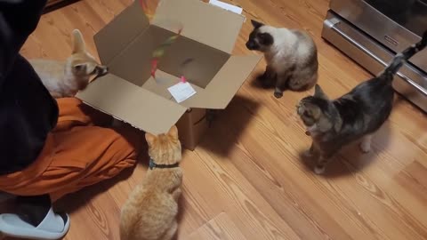 1 fox, 1 box, 1 girl, 3 cats