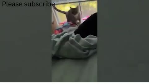 cute Cats Reaction To Everyday Objectscat cats viral funny shorts animals trending