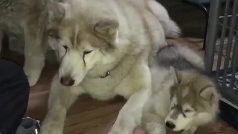 Three Huskies