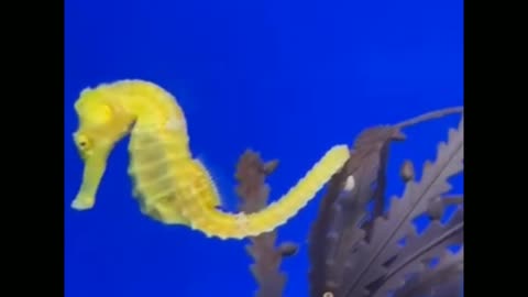 Scuba diver discovers giant seahorse in Galapagos Islands