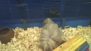 Peruvian guinea pig looking for something on the ground, what will it be... [Nature & Animals]